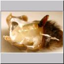 Stylops -x- w04-mit-eingezeichnetem-Abdomen.jpg